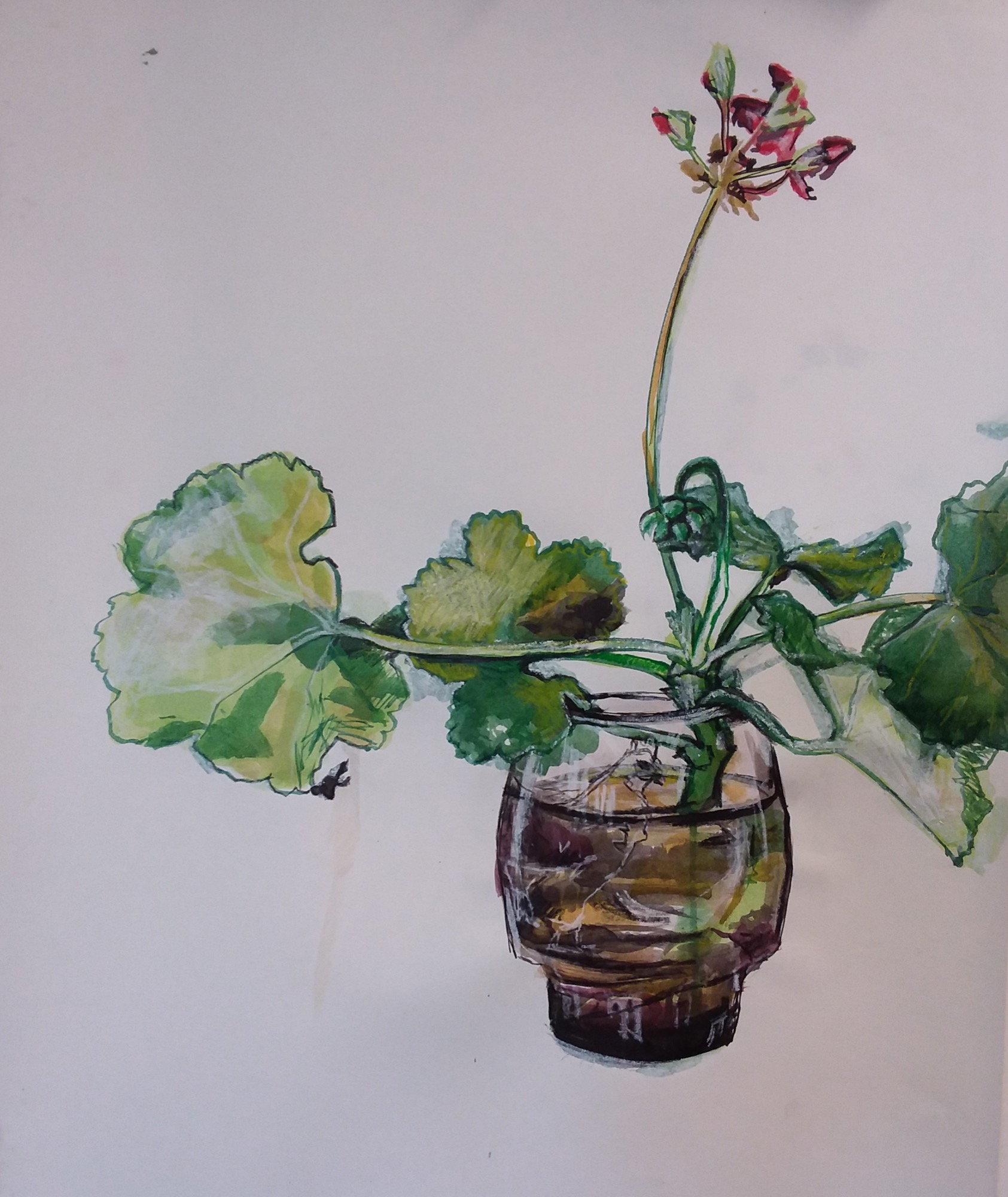 Rieteka Geursen 50 Shades of Geranium study 7 ink and chinagraph pencil on rag paper